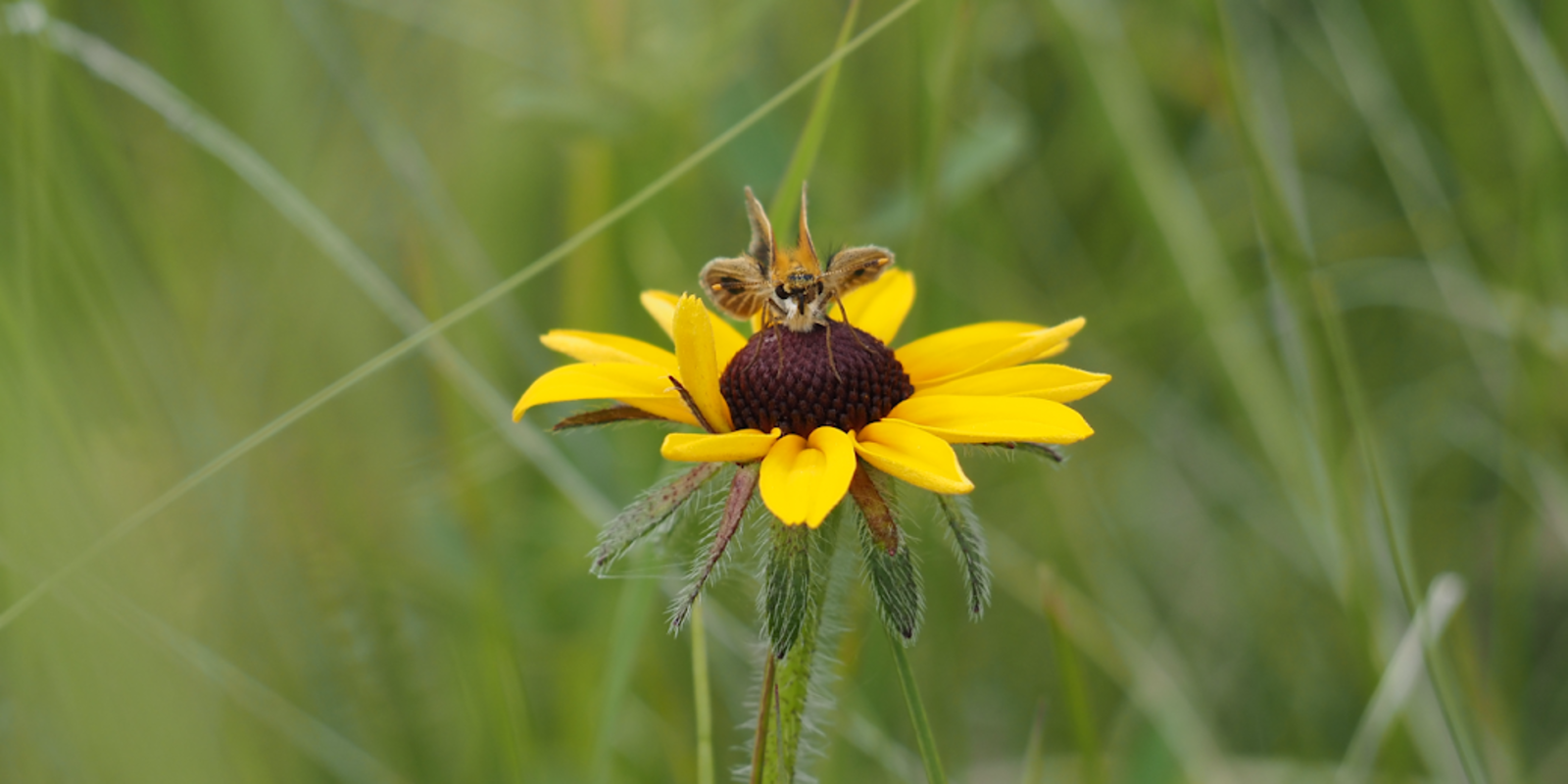 Assiniboine Park Conservancy_Poweshiek release.png (1.02 MB)